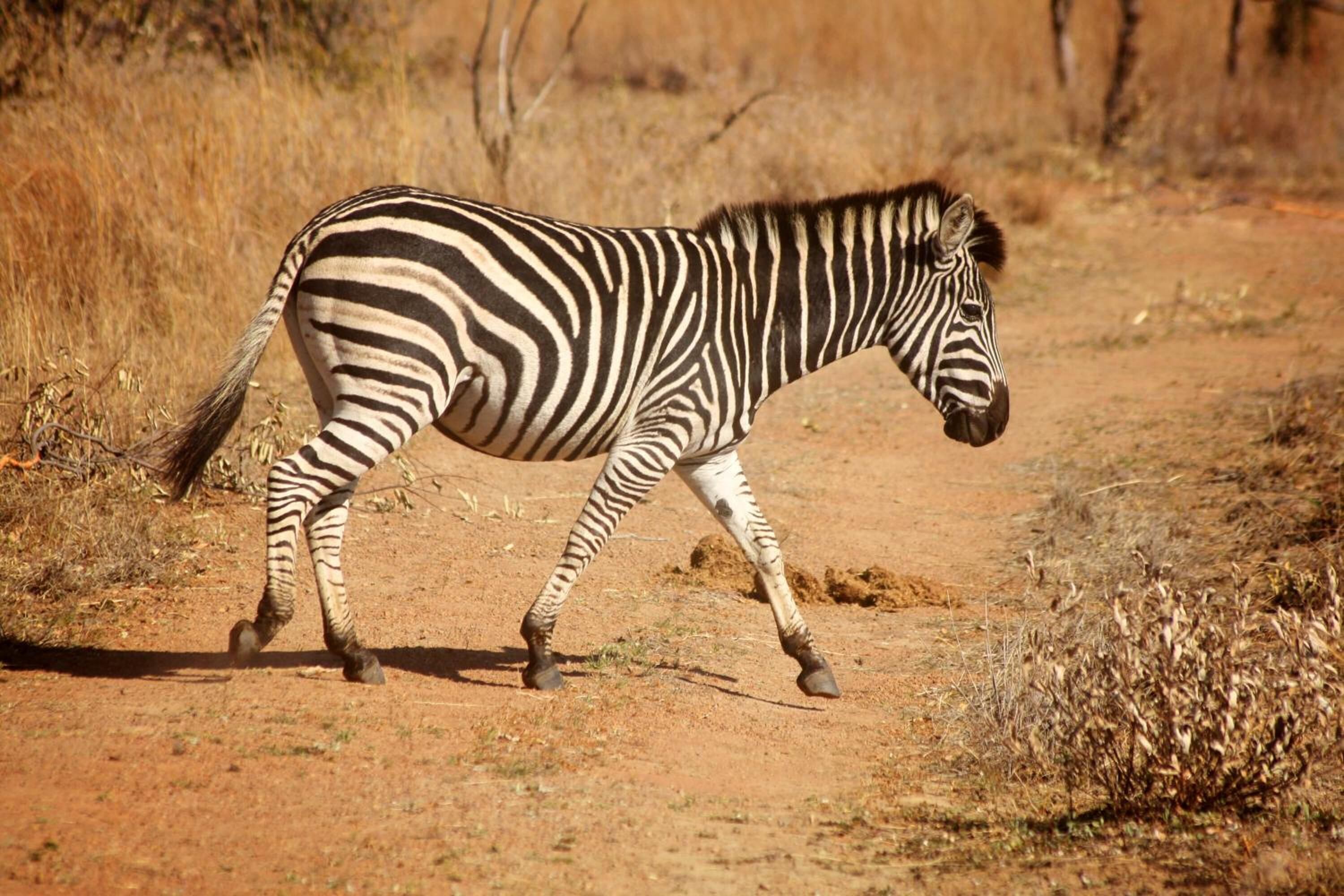 Ein Zebra geht auf einem Feldweg.