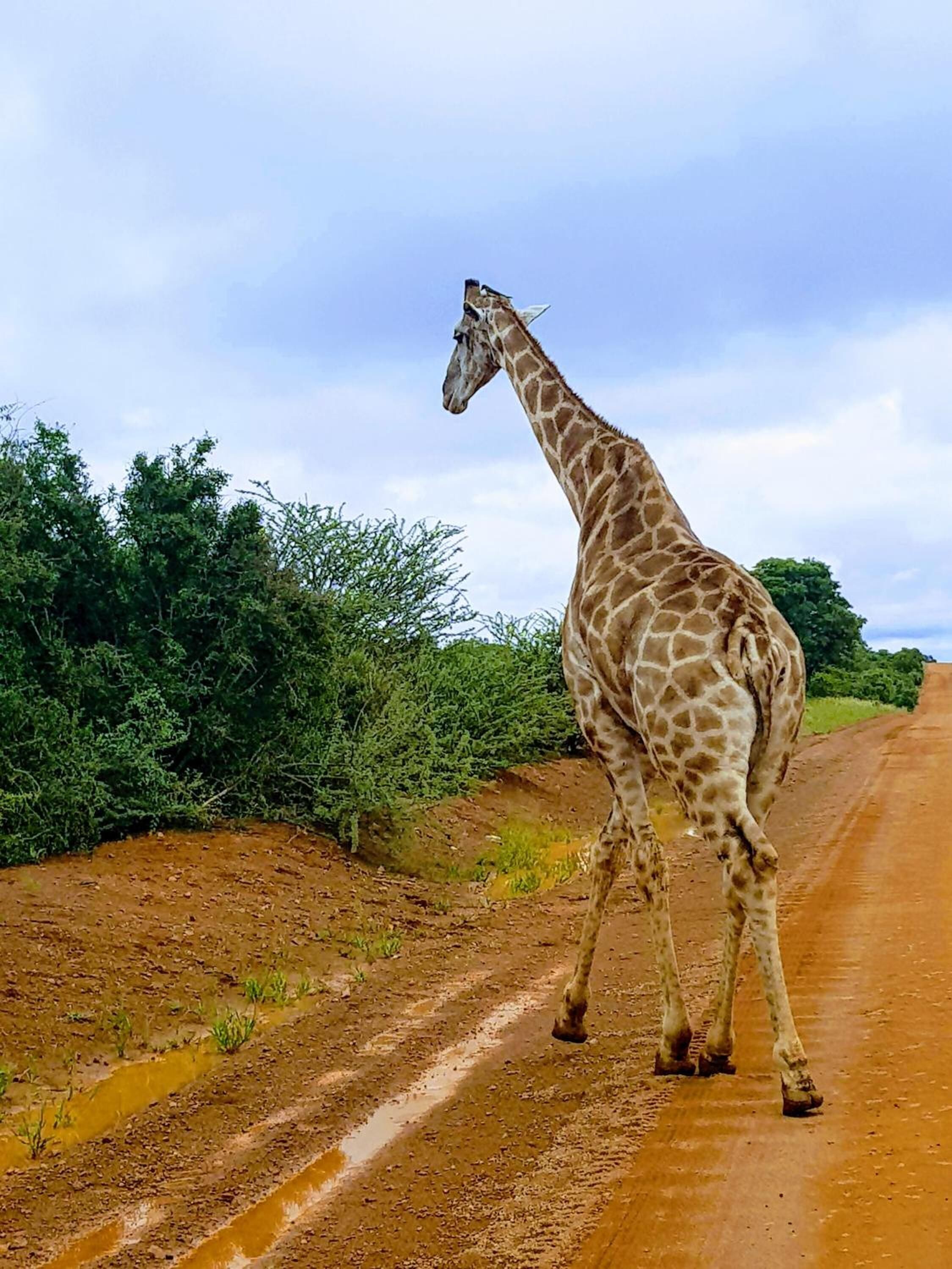 A giraffe walking on a dirt road with greenery on both sides.