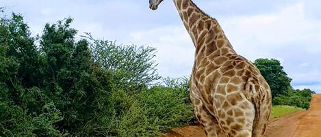 A giraffe walking on a dirt road with greenery on both sides.