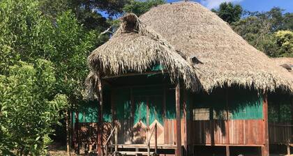 Ayahuaska