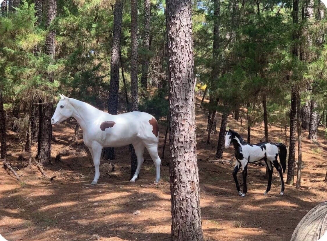 Horse 🐎 🐴 family . Mommy horse and Baby  horse🐎 🐴