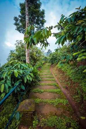 Property grounds - After the Rains (Vythiri)