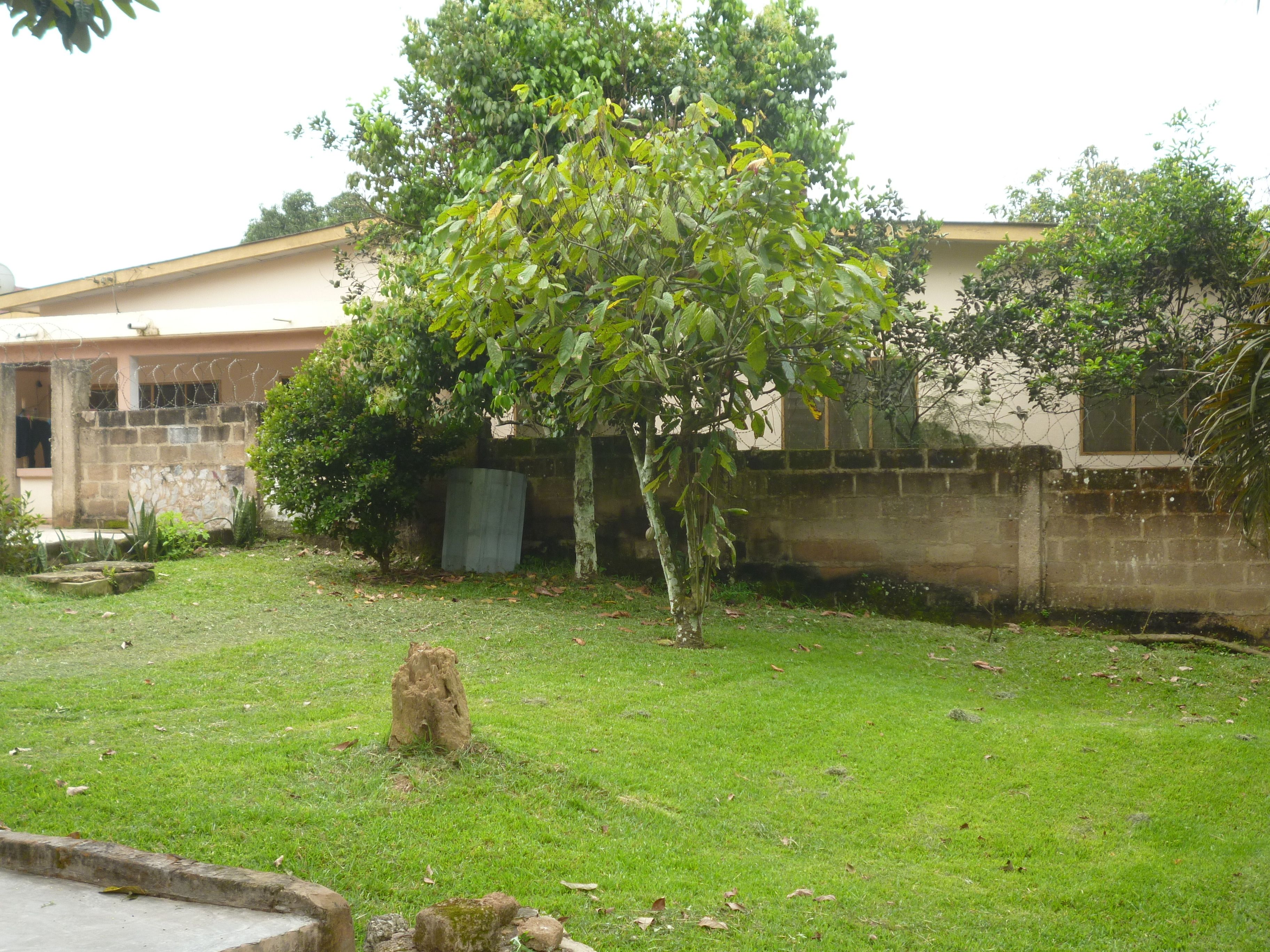 Un espacio cubierto de césped con un árbol, un muro de hormigón y un edificio con una ventana.