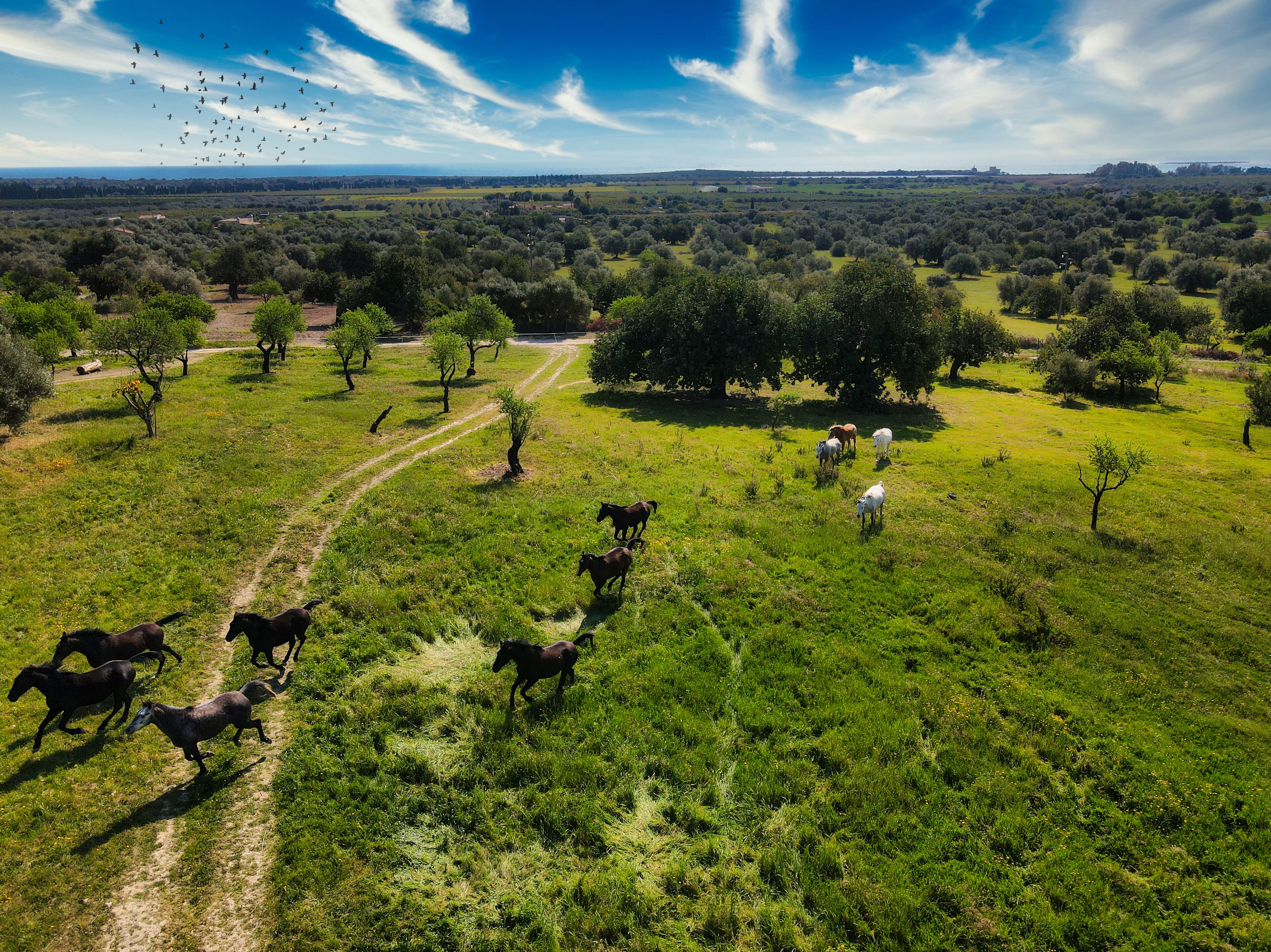 Un paisaje rural con un sendero de tierra, campos verdes y árboles dispersos.