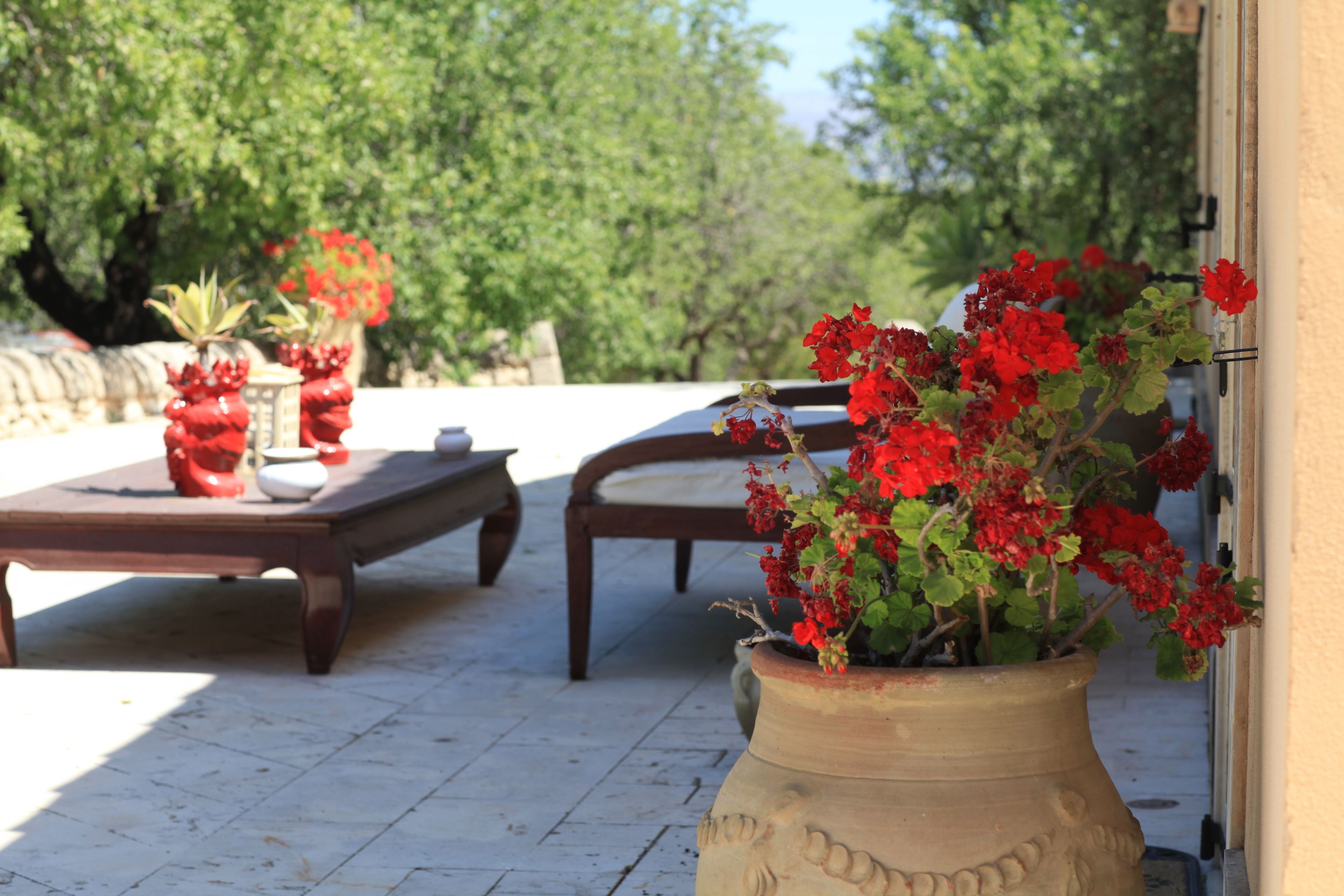 A patio with a large terracotta pot of red flowers, a wooden table, and a bench.