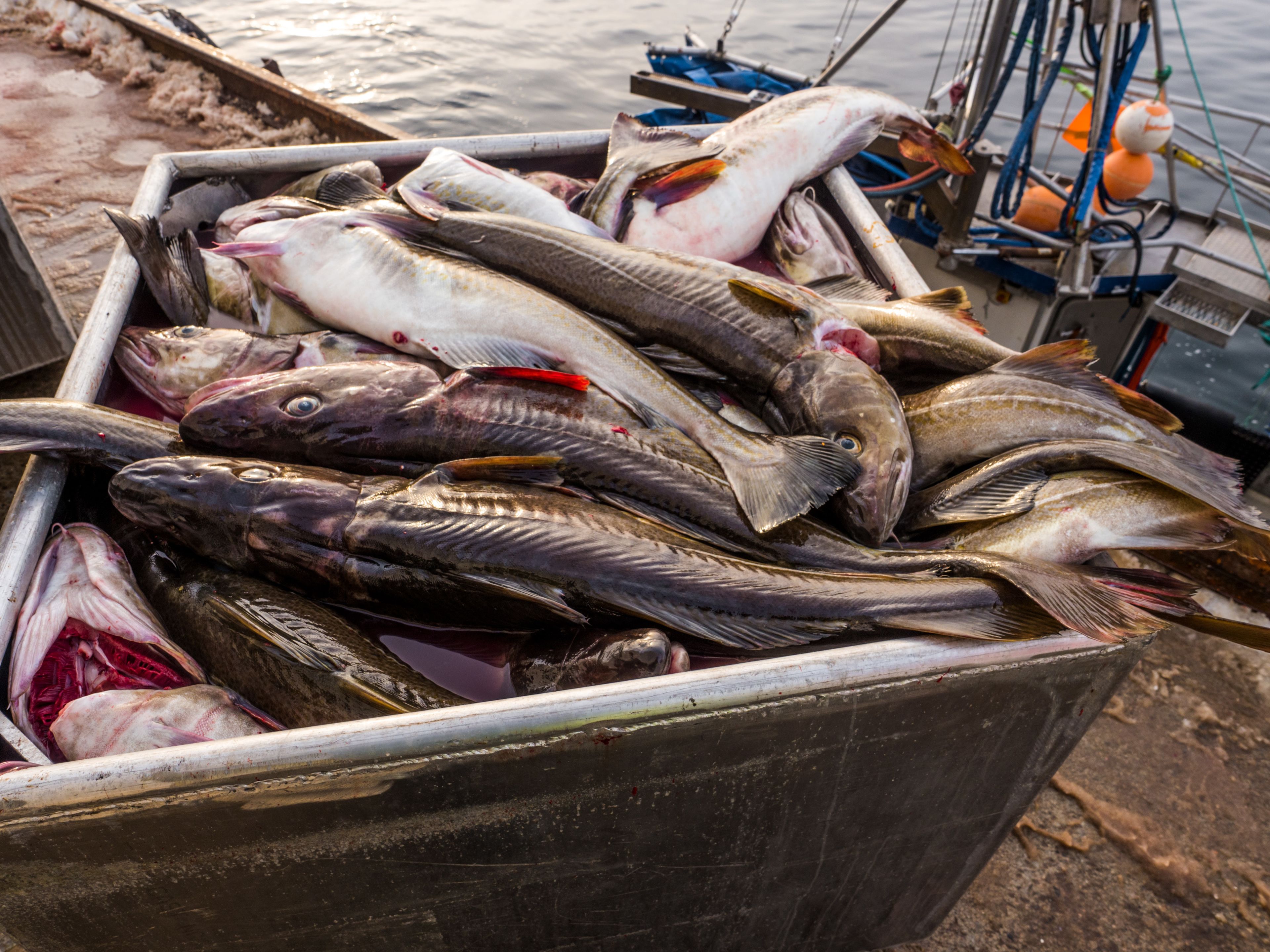 A large metal bin filled with various fish, likely caught and prepared for sale.