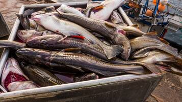 A large metal bin filled with various fish, likely caught and prepared for sale.