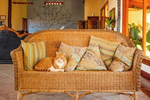Aceita animais de estimação