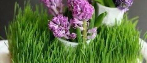 Una maceta de cerámica blanca con flores moradas y hierba verde sobre una superficie negra.