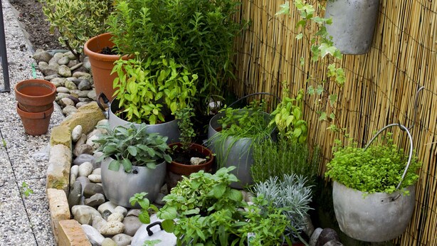 A garden with various potted plants arranged along a stone border. - B&b dai Carari (Mira)