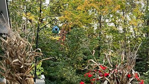 Un sendero en un jardín con tallos de maíz y flores rojas.