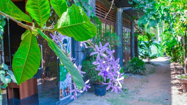 A garden pathway with potted plants and a fence. - Raj Mahal Inn (Wadduwa)