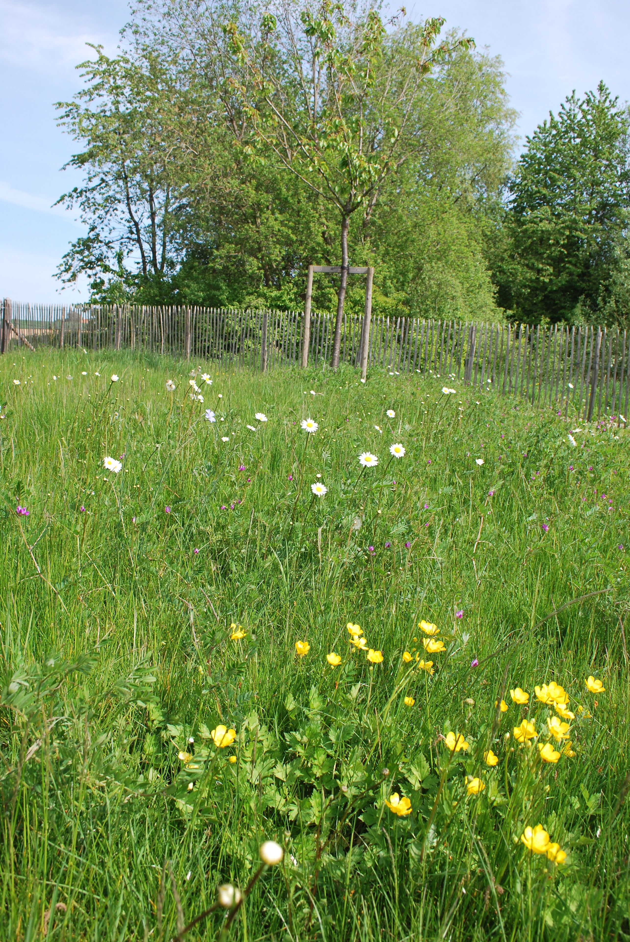 A grassy field with white and yellow flowers, trees, and a wooden fence.