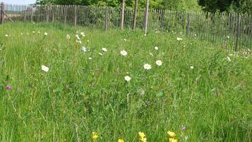 A grassy field with white and yellow flowers, trees, and a wooden fence.