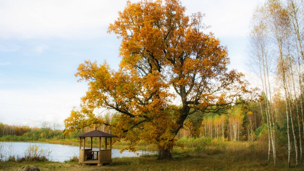 A gazebo near a lake surrounded by trees with autumn foliage. - Agrousadba Pushchanskiy Ugolok (Kamianiuki)