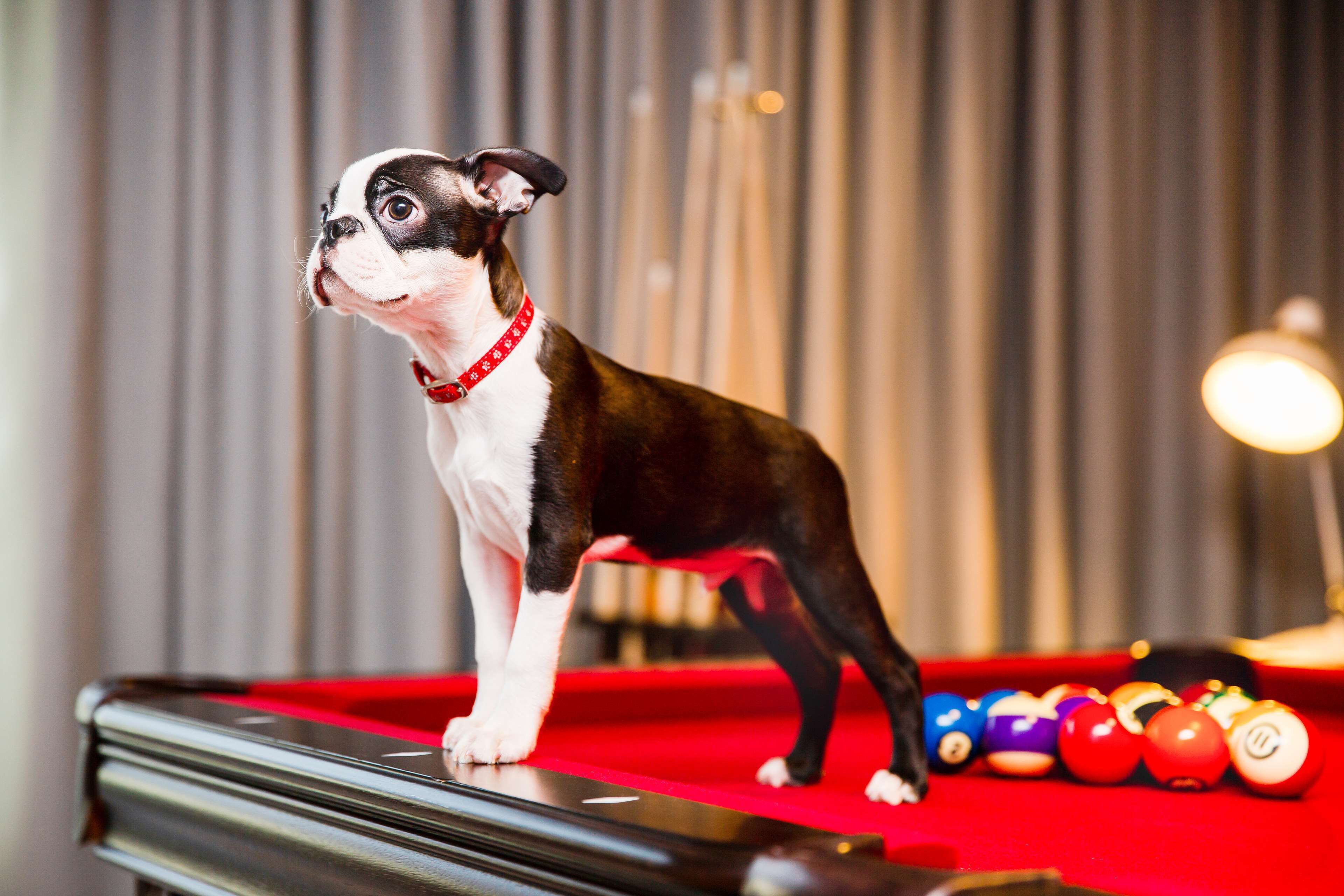 A dog standing on a pool table with billiard balls.