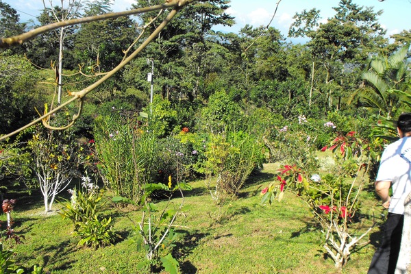 More flower garden.
