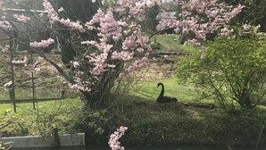 A swan resting near a pond with cherry blossoms in the background. - Le Moulin Calme (Luceau)