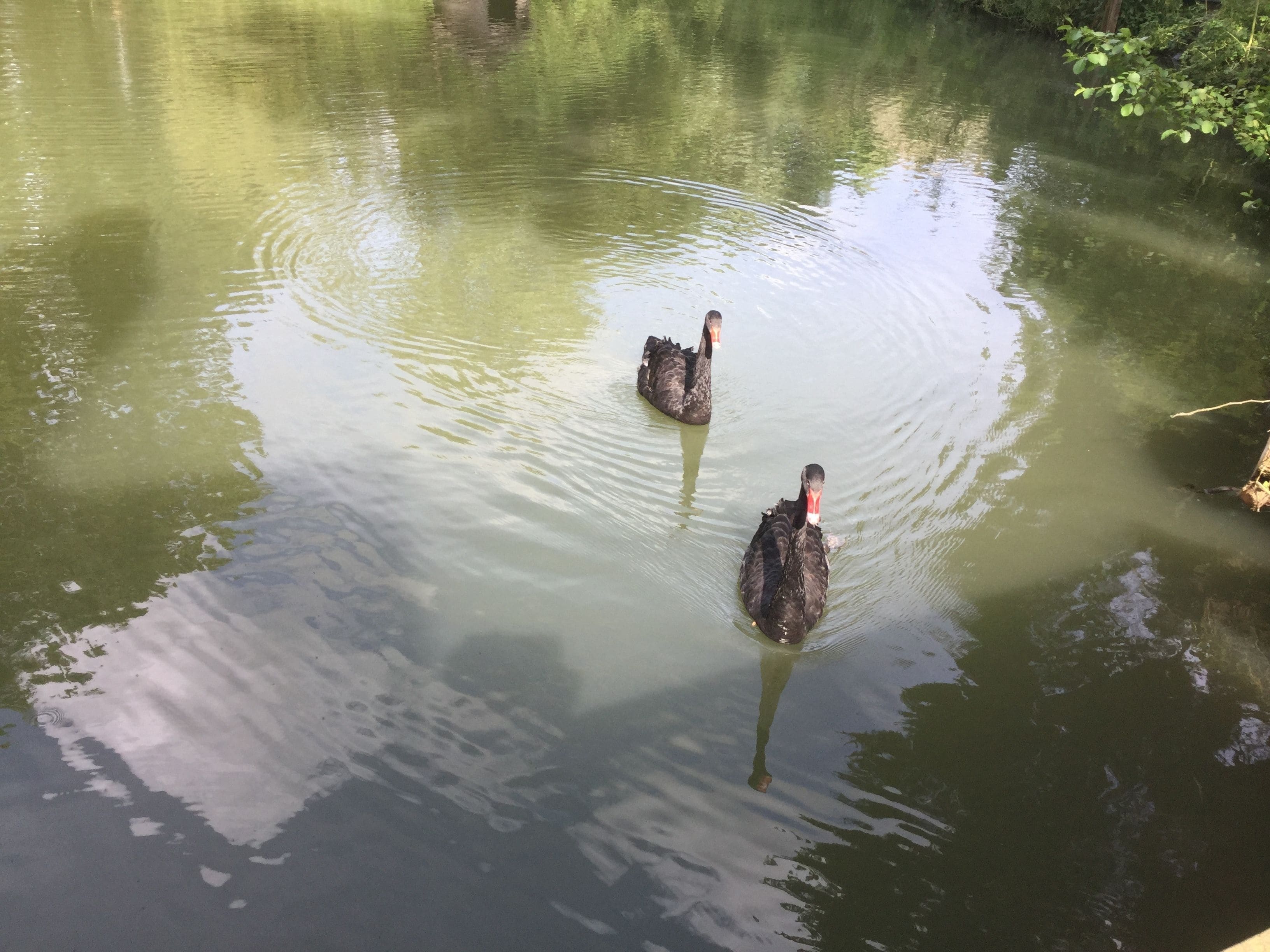 Twee zwanen zwemmen in een rustig waterlichaam, omringd door groen.
