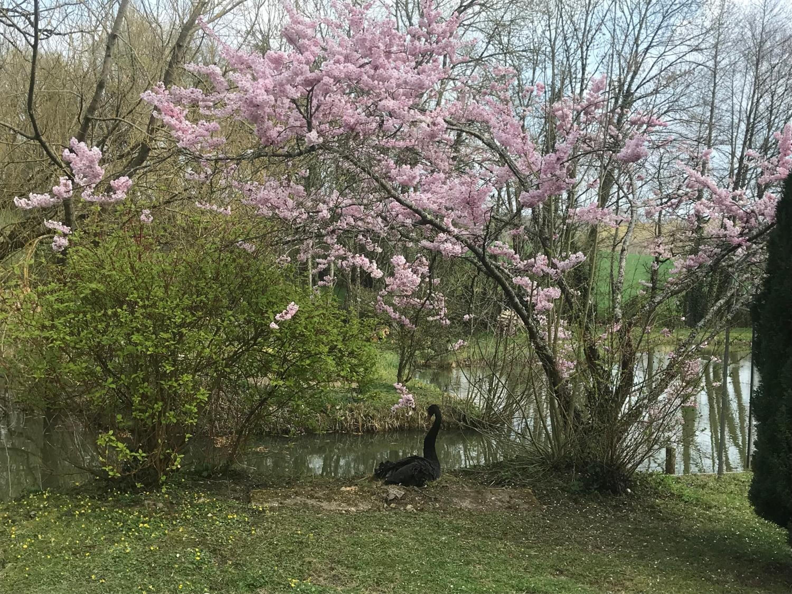 A serene park with a body of water, blooming pink trees, and a duck.