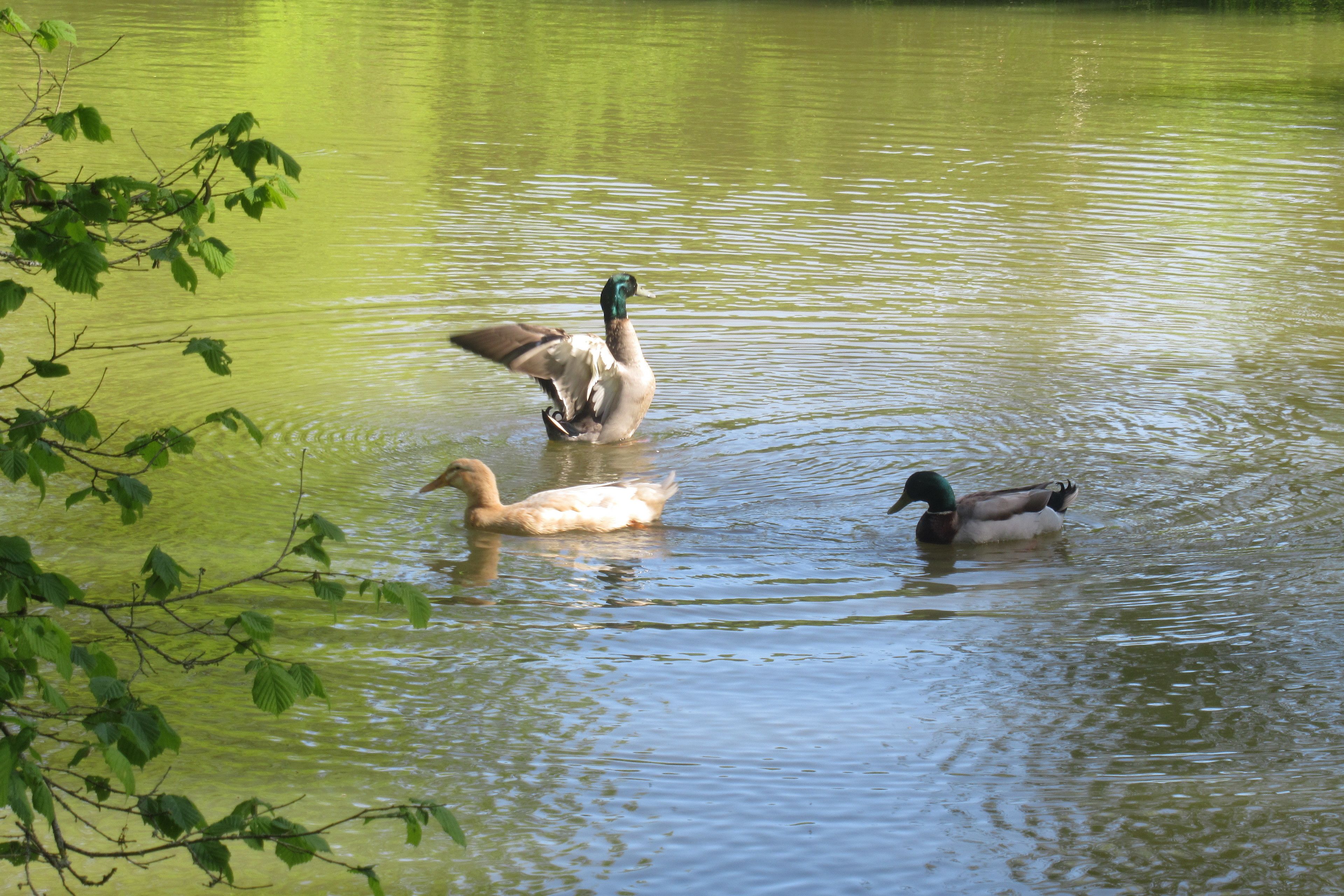 Three ducks swimming in a body of water with greenish leaves in the foreground.