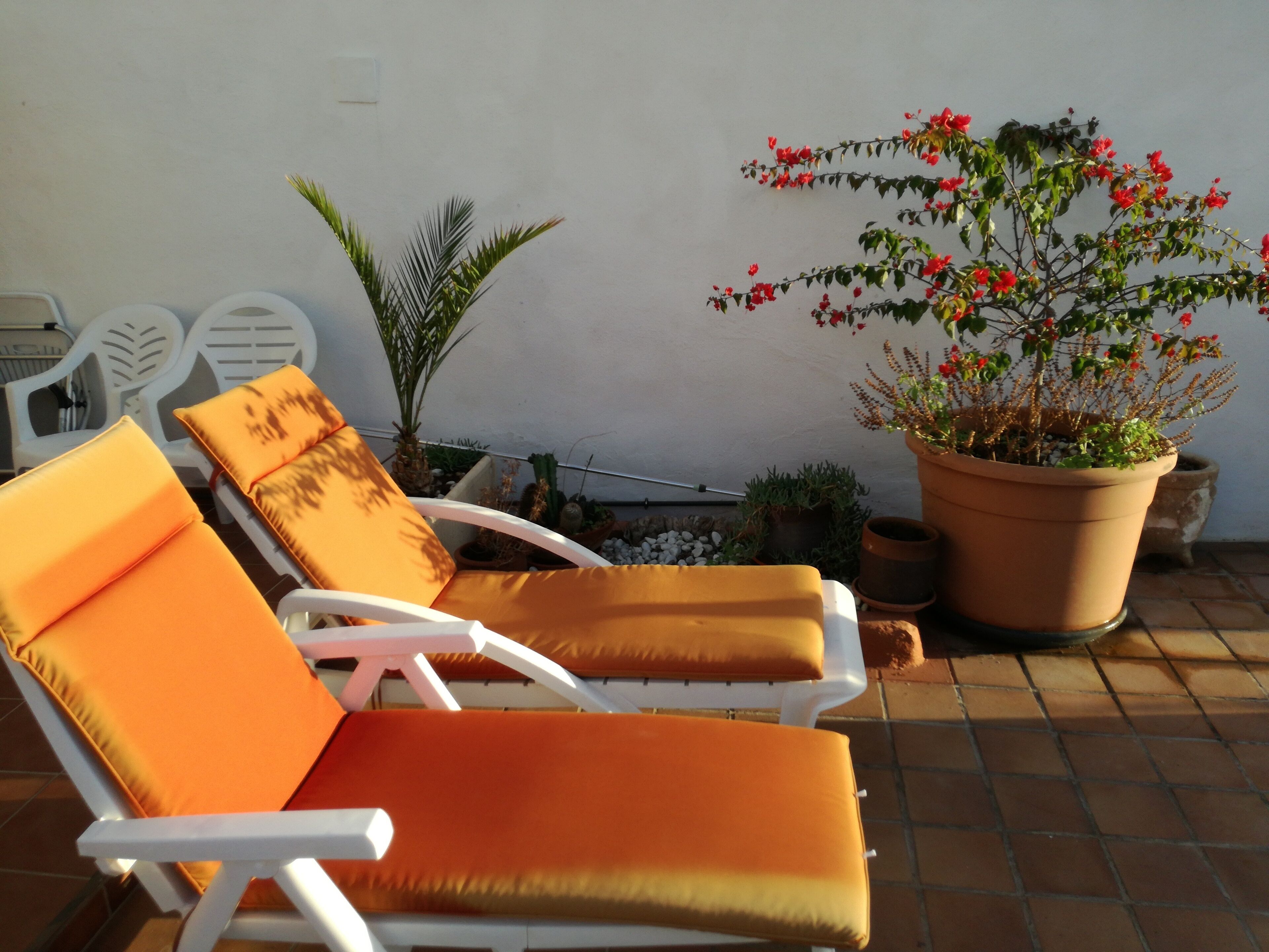 Two white lounge chairs with orange cushions, a potted plant with red flowers, and a white wall in the background.