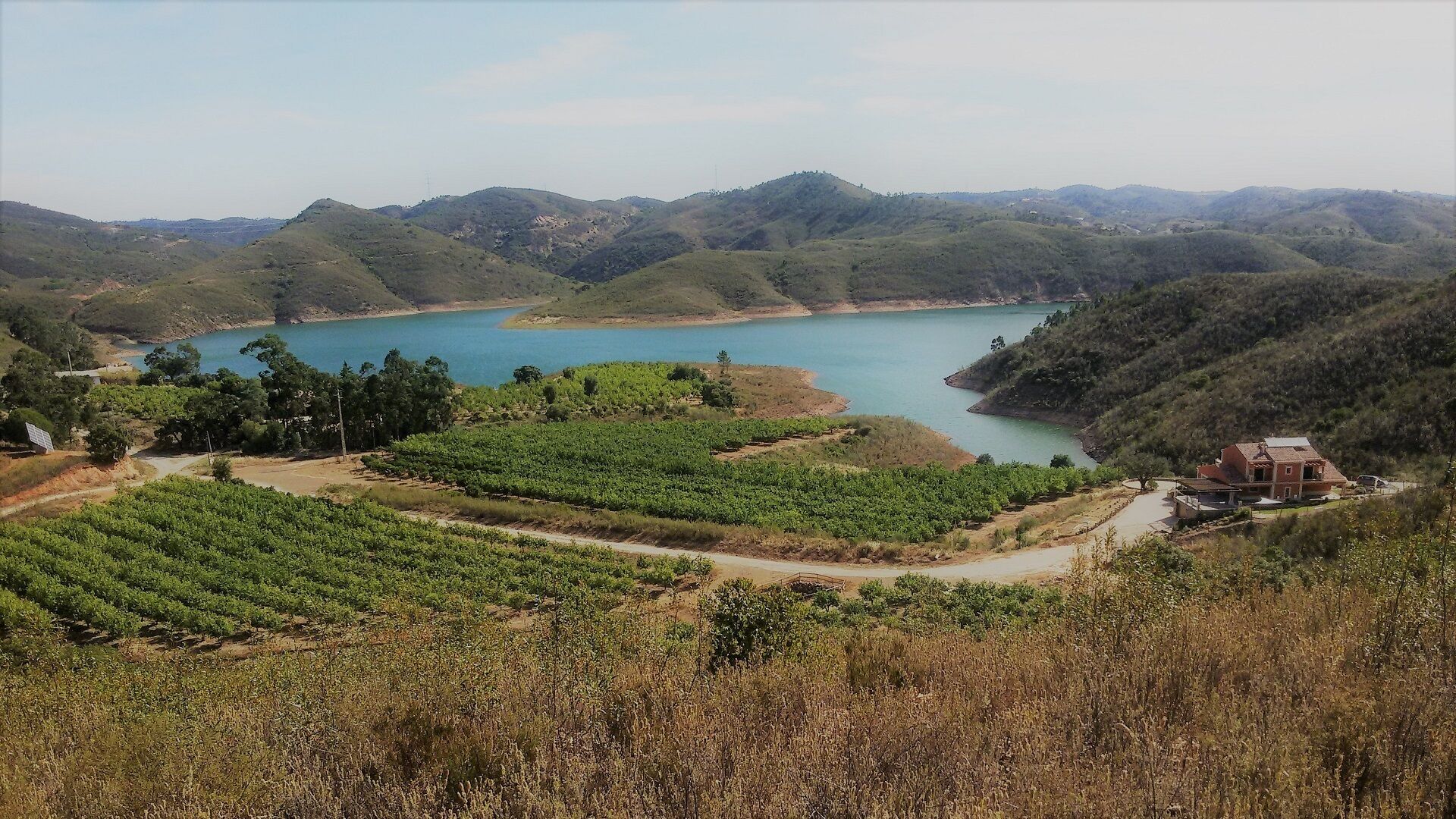 Um vinhedo com um lago e colinas ao fundo.