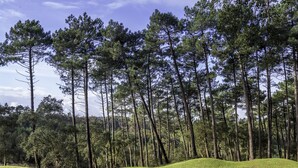 Un campo de golf con un mástil de bandera en el green, rodeado de altos pinos.