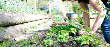 A person tending to a garden with various plants and a wooden log.