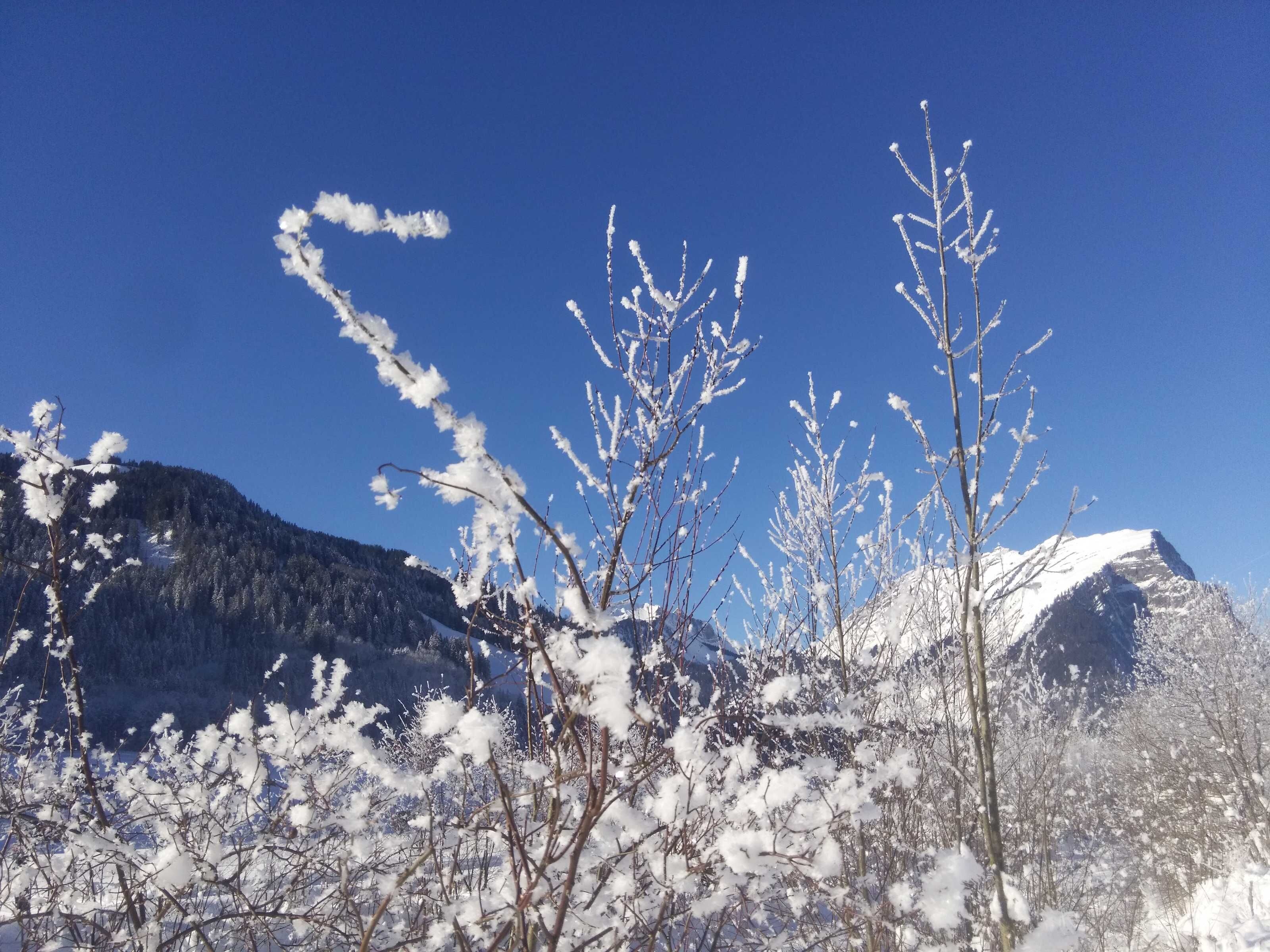 Un paysage montagneux, avec des arbres couverts de neige et un ciel bleu dégagé.