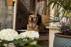 Ein Hund sitzt drinnen, im Hintergrund sind eine Treppe und ein Stuhl zu sehen.