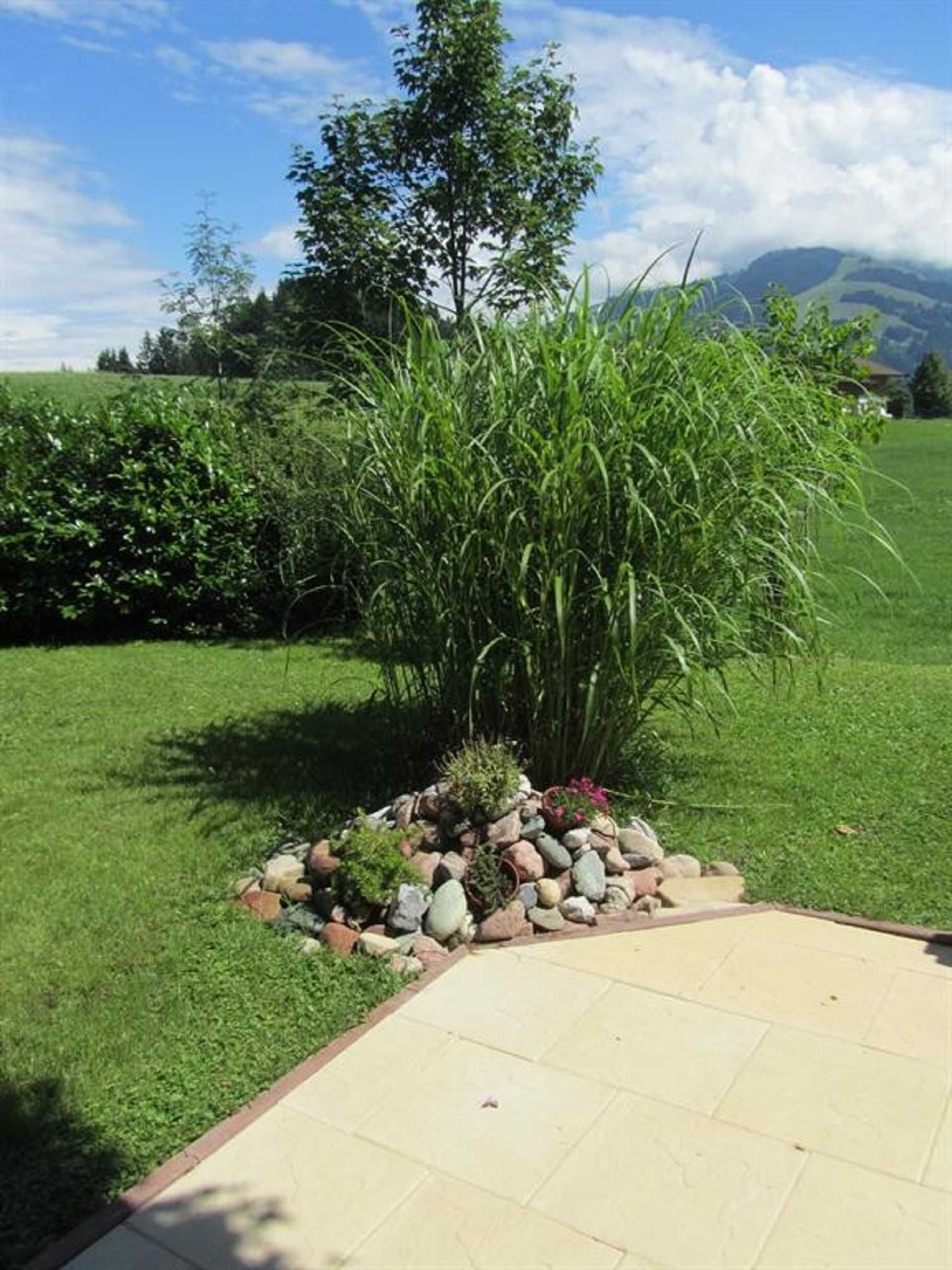 A garden with a central plant surrounded by rocks and greenery.