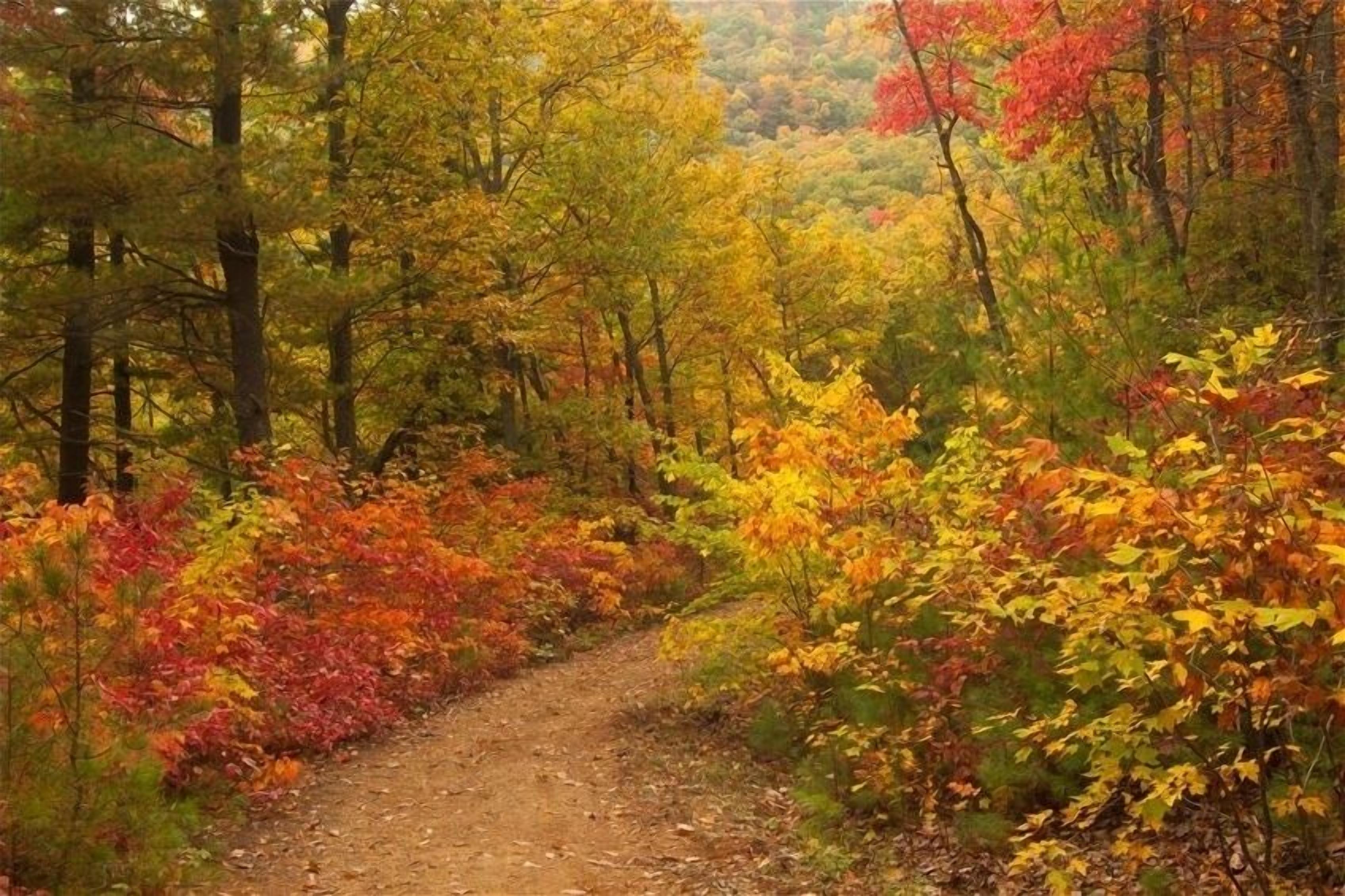 A forest path surrounded by trees with autumn foliage.