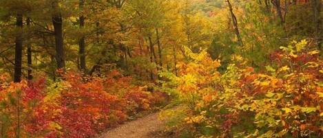 A forest path surrounded by trees with autumn foliage.