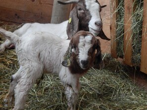 Luokittelematon kuva, 4 kautta 43, painike