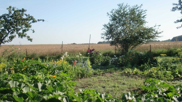 Un jardin avec différentes plantes et fleurs, une clôture et un champ en arrière-plan.