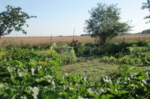 Un jardín con diversas plantas y flores, una cerca y un campo al fondo.