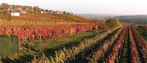 A vineyard with rows of grapevines and houses in the background.