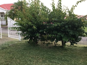 Stroll through the beautifully maintained garden, featuring a variety of trees and shrubs, and pass through the entrance gate.