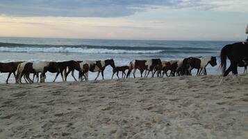 On the beach, sun loungers