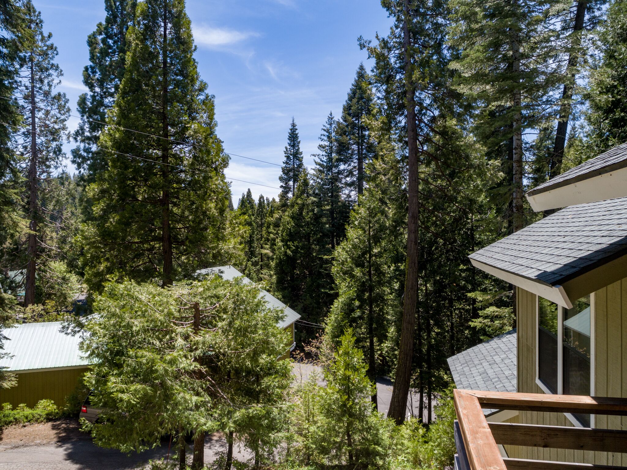 Une cabane entourée de grands arbres à feuilles persistantes, sous un ciel dégagé.