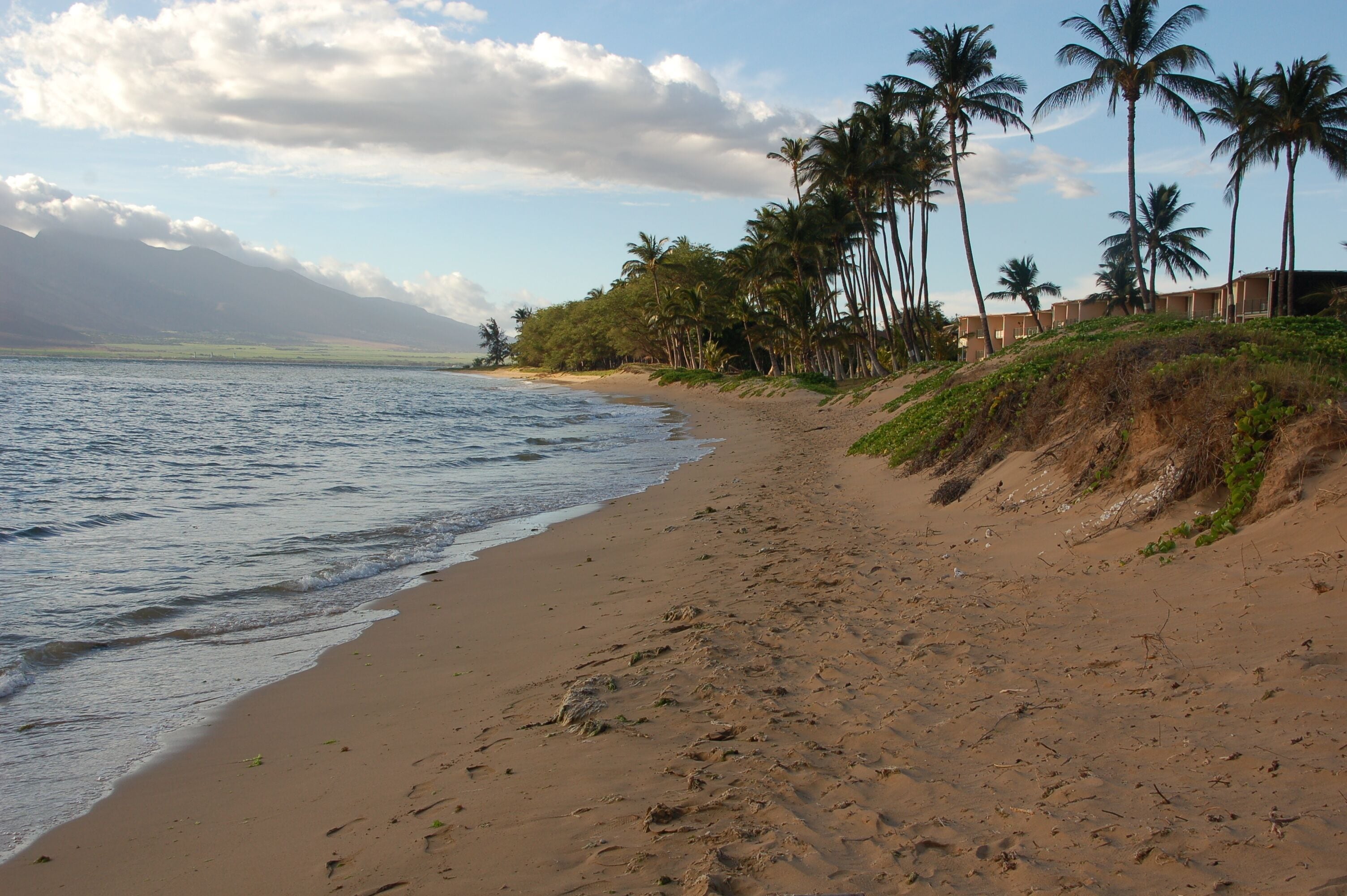 A beach with palm trees and a building in the background.