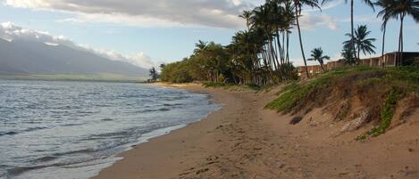 A beach with palm trees and a building in the background.