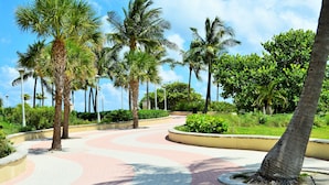 A paved pathway with palm trees and greenery, surrounded by a low wall.