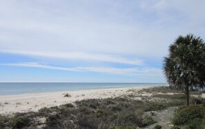 Uma praia com areia, vegetação rasteira e uma palmeira.
