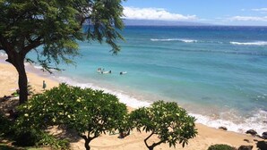 Ein Strand mit klarem, blauem Wasser, einem sandigen Ufer und einem großen Baum im Vordergrund.