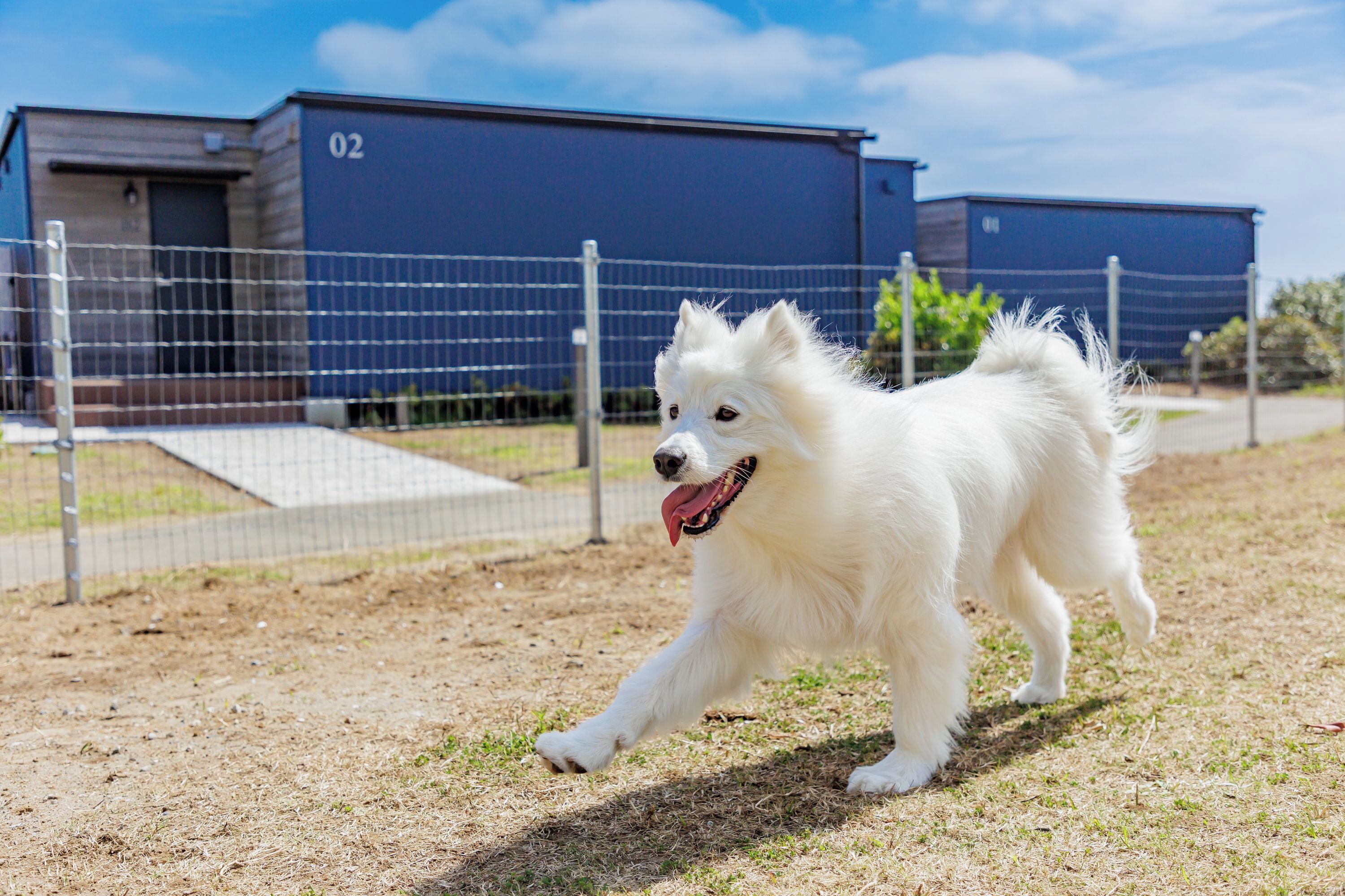 Un perro blanco en un área exterior cercada, con edificios al fondo.