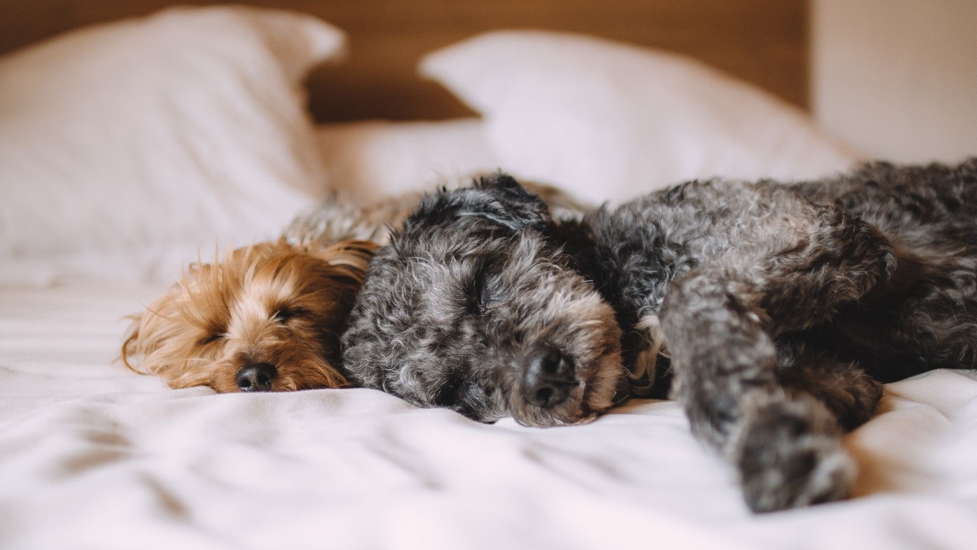 Two dogs sleeping on a bed with white bedding.