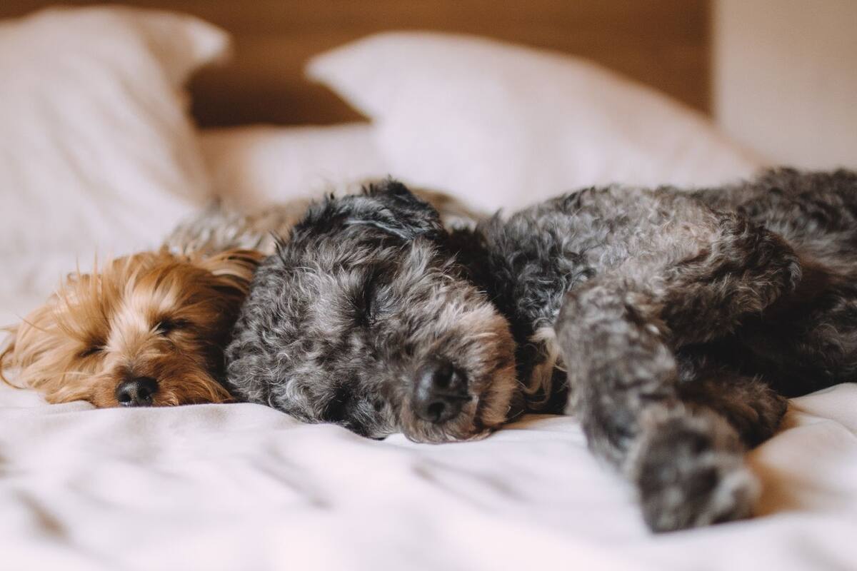 Two dogs sleeping on a bed with white bedding.