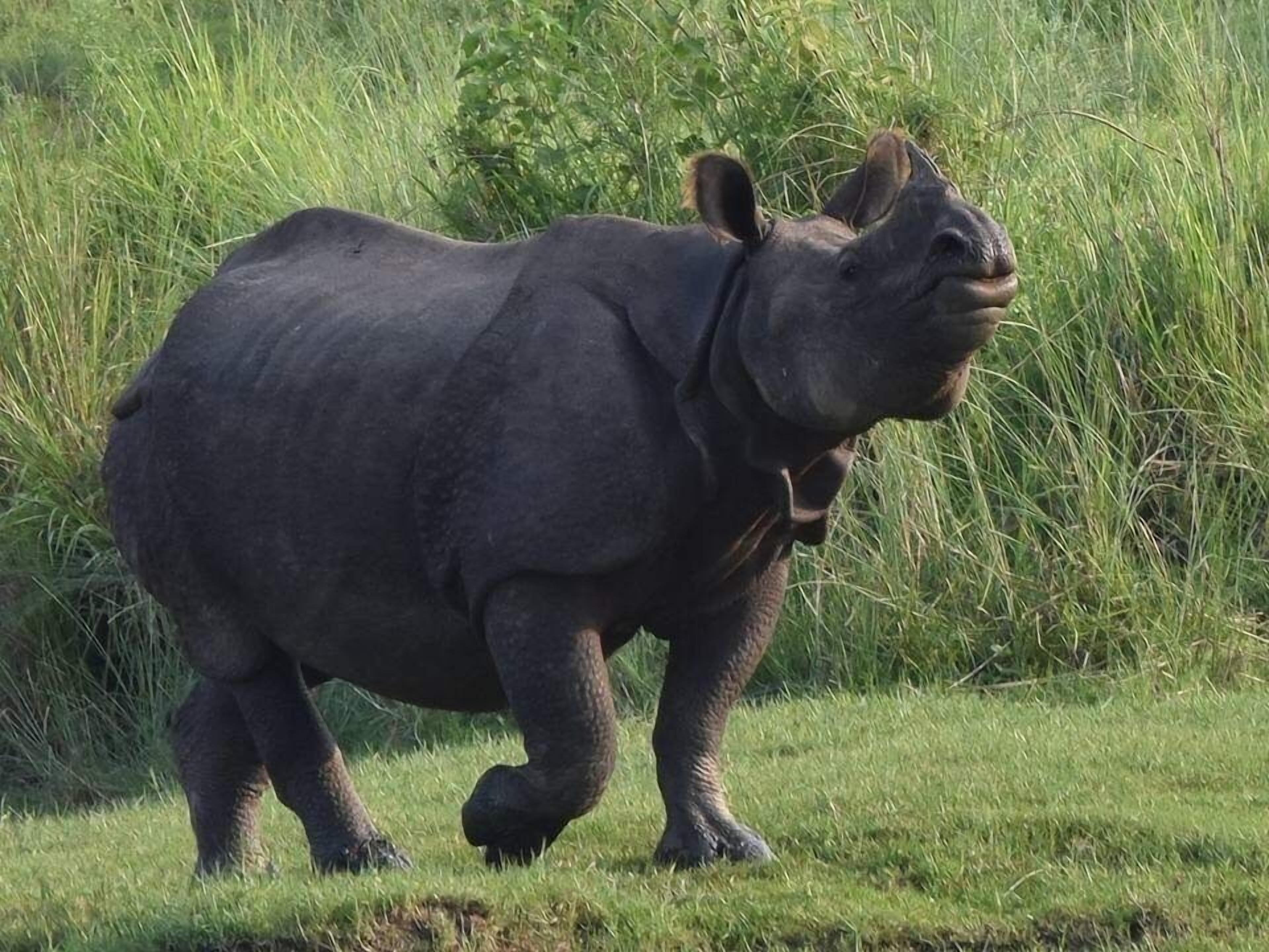 Safari